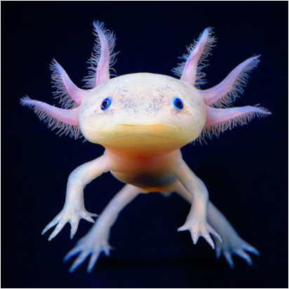 axolotl adaptations